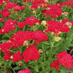 Piros virágú cickafark - Achillea millefolium " Paprika"