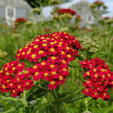 Piros virágú cickafark - Achillea millefolium " Paprika"