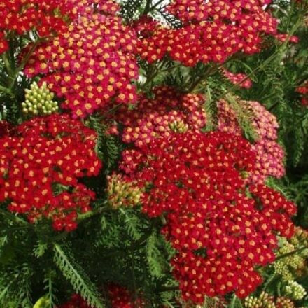 Piros virágú cickafark - Achillea millefolium " Paprika"