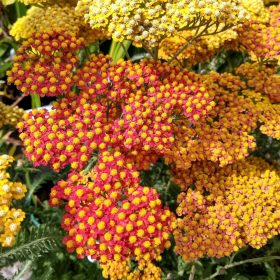   Achillea millefolium "Terracotta" Közönséges cickafark 
