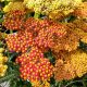 Achillea millefolium "Terracotta" Közönséges cickafark 