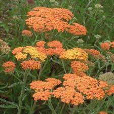 Achillea millefolium "Terracotta" Közönséges cickafark 