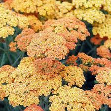 Achillea millefolium "Terracotta" Közönséges cickafark 