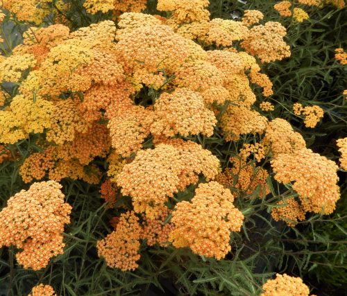 Achillea millefolium "Terracotta" Közönséges cickafark 