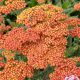 Achillea millefolium "Walther Funcke" - Közönséges cickafark - 9cs