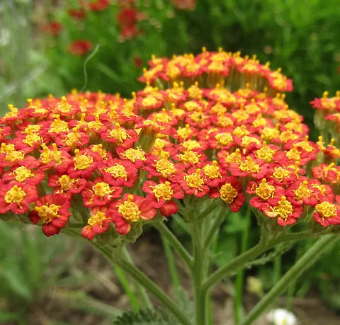 Achillea millefolium "Walther Funcke" - Közönséges cickafark - 9cs