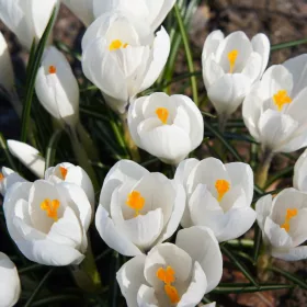 Fehér virágú Krókusz - Crocus Large Flowering