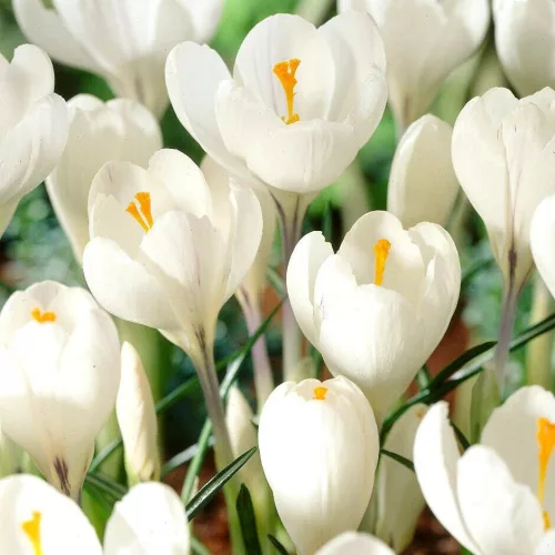 Fehér virágú Krókusz - Crocus Large Flowering
