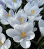 Fehér virágú Krókusz - Crocus Large Flowering