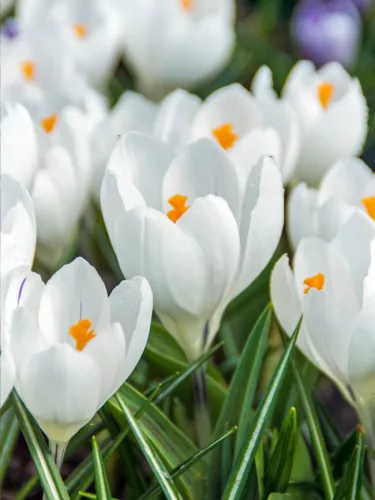 Fehér virágú Krókusz - Crocus Large Flowering