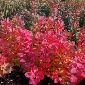 Cserszömörce - Cotinus coggygria 'Old Fashioned'
