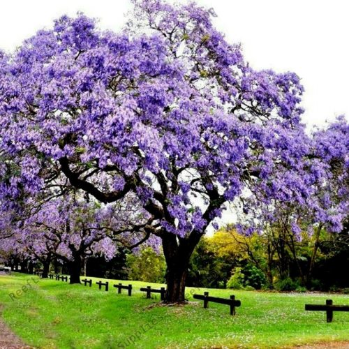 Császárfa - Paulownia tomentosa