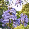 Császárfa - Paulownia tomentosa