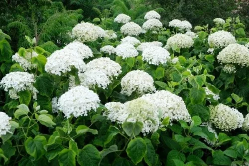 Cserjés hortenzia " Golden Annabelle" - Hydrangea Arborescens