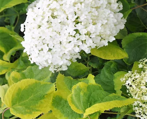 Cserjés hortenzia " Golden Annabelle" - Hydrangea Arborescens