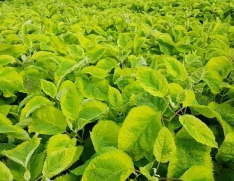 Cserjés hortenzia " Golden Annabelle" - Hydrangea Arborescens