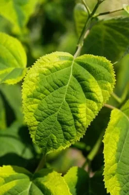 Cserjés hortenzia " Golden Annabelle" - Hydrangea Arborescens