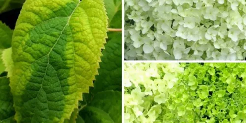 Cserjés hortenzia " Golden Annabelle" - Hydrangea Arborescens