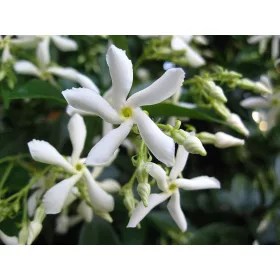 Csillagjázmin - Trachelospermum jasminoides
