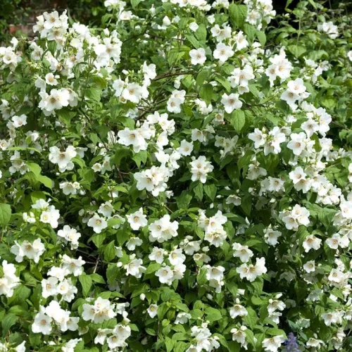 Csillag JEZSÁMEN - PHILADELPHUS "Belle Etoile"
