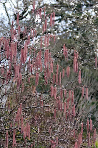 CSAVARTVESSZEJŰ VÉRMOGYORÓ - CORYLUS AVELLANA 'RED MAJESTIC'