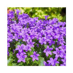 Dalmát Harangvirág - Campanula