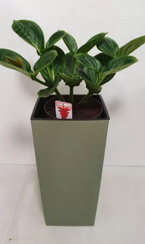 ECO virágkaspó 2 in 1 - zöld 