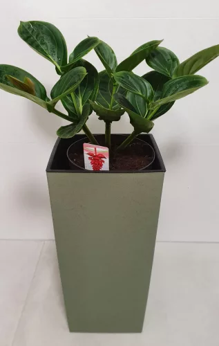 ECO virágkaspó 2 in 1 - zöld 