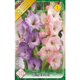   Gladiolus Lilac-Pink duo / Kardvirág lila-rózsaszín duo 10 db
