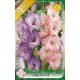 Gladiolus Lilac-Pink duo / Kardvirág lila-rózsaszín duo 10 db