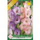 Gladiolus Lilac-Pink duo / Kardvirág lila-rózsaszín duo 10 db