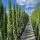 Európai ciprus - Cupressus Sempervirens Totem
