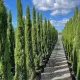 Európai ciprus - Cupressus Sempervirens Totem