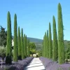 Európai ciprus - Cupressus Sempervirens Totem