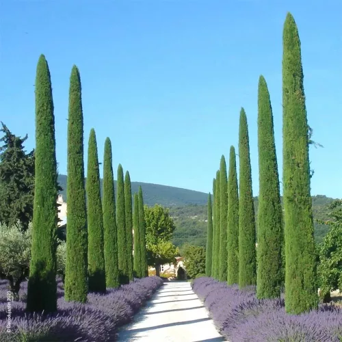 Európai ciprus - Cupressus Sempervirens Totem
