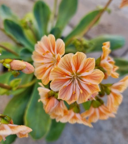 Lewisia - Dohánygyökér - Barack