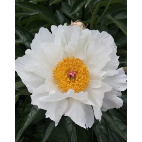   Illatos fehér-aranysárga bazsarózsa - Paeonia lactiflora ‘Krinkled White’