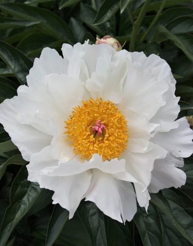 Illatos fehér-aranysárga bazsarózsa - Paeonia lactiflora ‘Krinkled White’