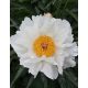 Illatos fehér-aranysárga bazsarózsa - Paeonia lactiflora ‘Krinkled White’
