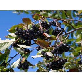 Fekete arónia- Aronia " Hugin"