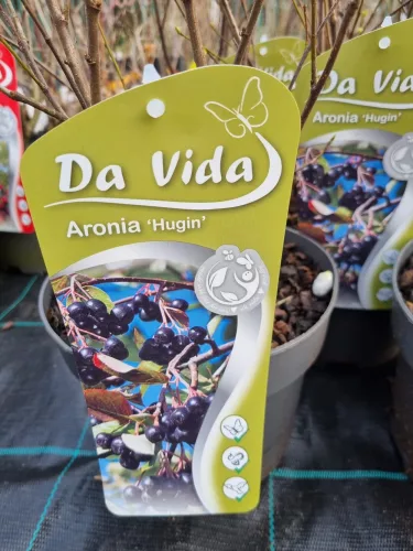Fekete arónia- Aronia " Hugin"