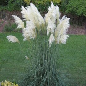 Cortaderia selloana ‘White’ - Fehér pampafű