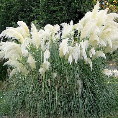 Cortaderia selloana ‘White’ - Fehér pampafű