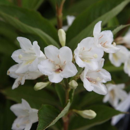 Fehér virágú rózsalonc - Weigela florida ‘Candida’ 