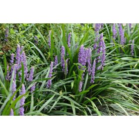   Gyöngyikés gyepliliom  - Liriope muscari 'Big Blue' 
