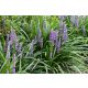 Gyöngyikés gyepliliom  - Liriope muscari 'Big Blue' 