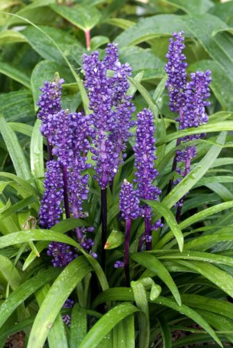 Gyöngyikés gyepliliom  - Liriope muscari 'Big Blue' 