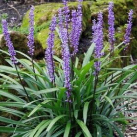   Gyöngyikés gyepliliom - Liriope muscari 'Moneymaker'