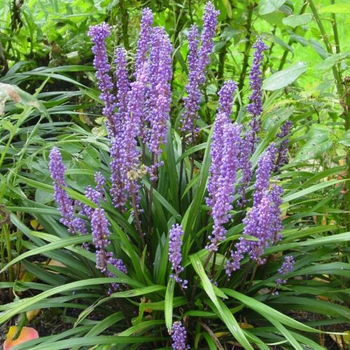 Gyöngyikés gyepliliom - Liriope muscari 'Moneymaker'
