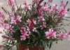 Rózsaszín virágú gyertyavirág - Gaura lindheimeri